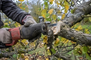 Säbelsäge schneidet einen Ast im herbstlichen Garten